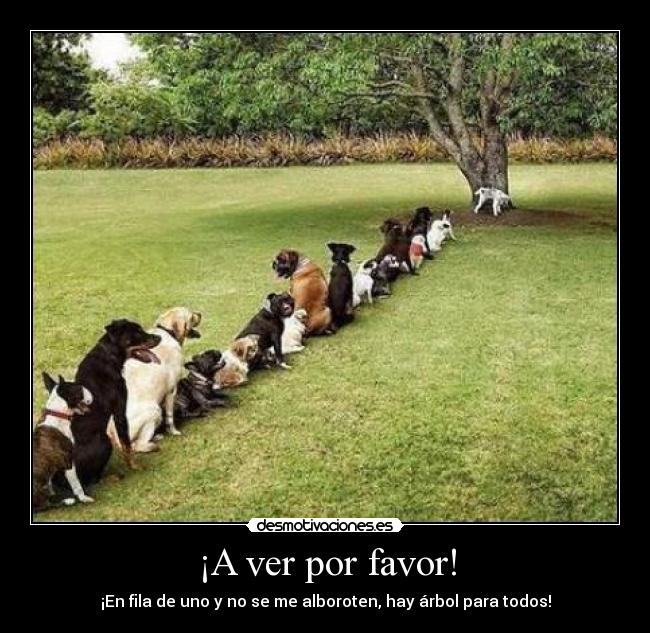 ¡A ver por favor! - ¡En fila de uno y no se me alboroten, hay árbol para todos!