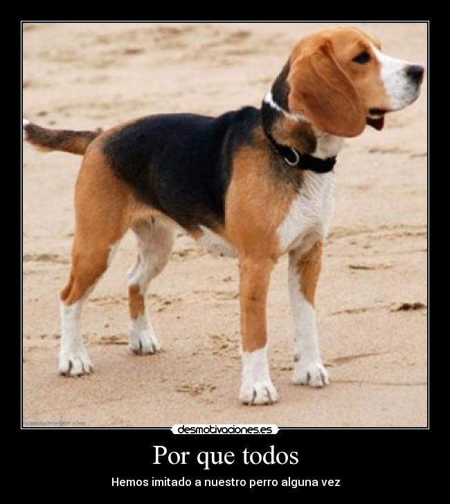 Por que todos - Hemos imitado a nuestro perro alguna vez