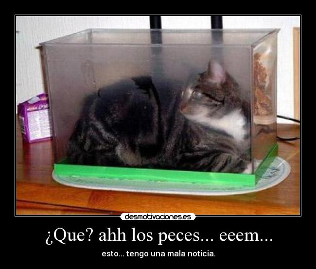 ¿Que? ahh los peces... eeem... - esto... tengo una mala noticia.