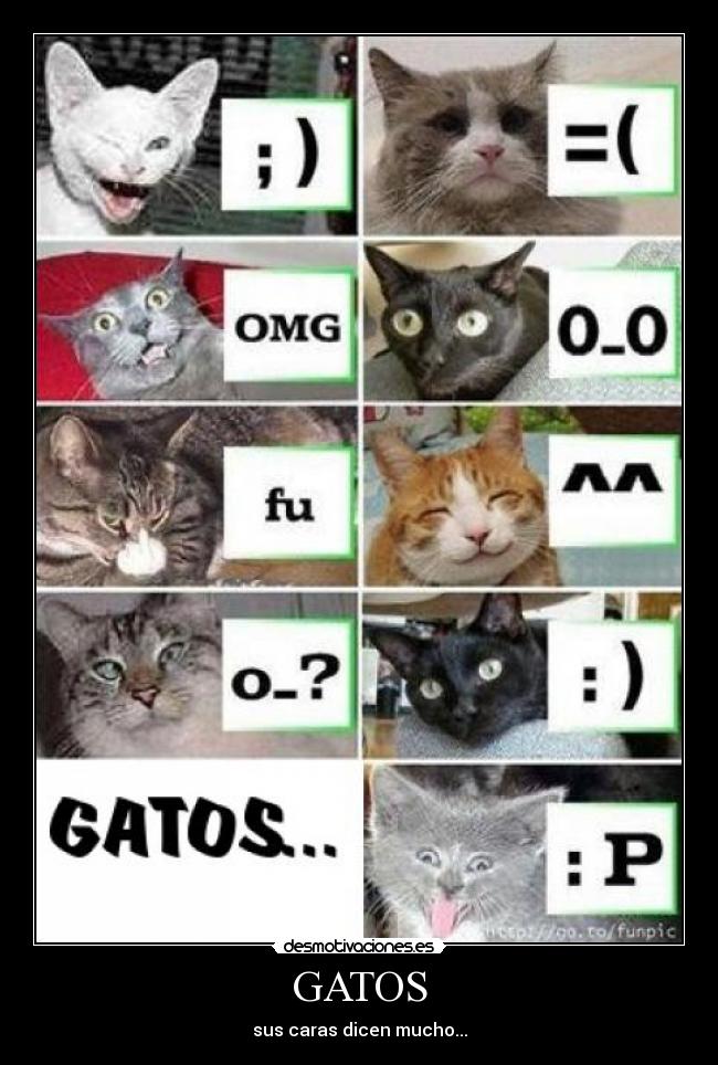 carteles gatos animales desmotivaciones