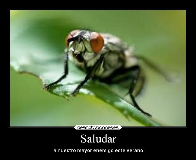 Saludar -