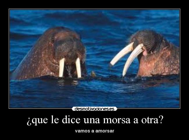 ¿que le dice una morsa a otra? - 