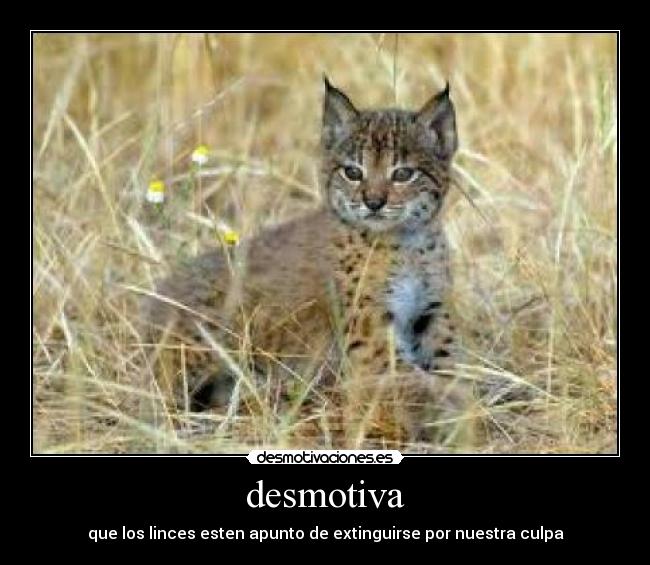 desmotiva - que los linces esten apunto de extinguirse por nuestra culpa