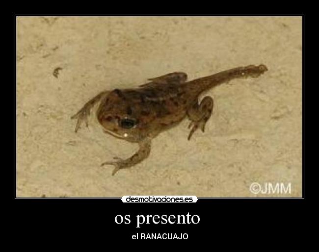 os presento - el RANACUAJO