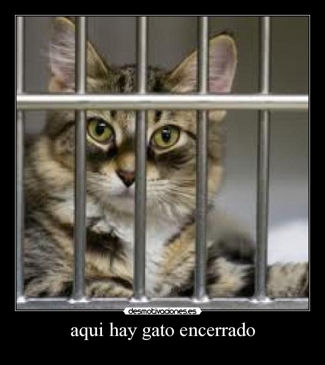 aqui hay gato encerrado -