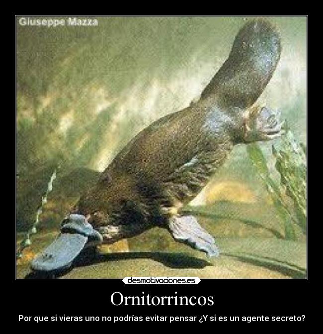 Ornitorrincos -