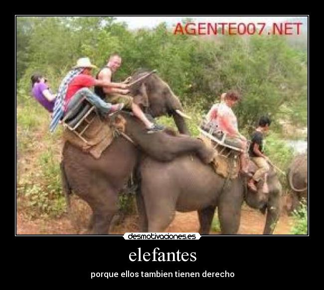 elefantes - porque ellos tambien tienen derecho