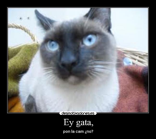 Ey gata, - pon la cam ¿no?