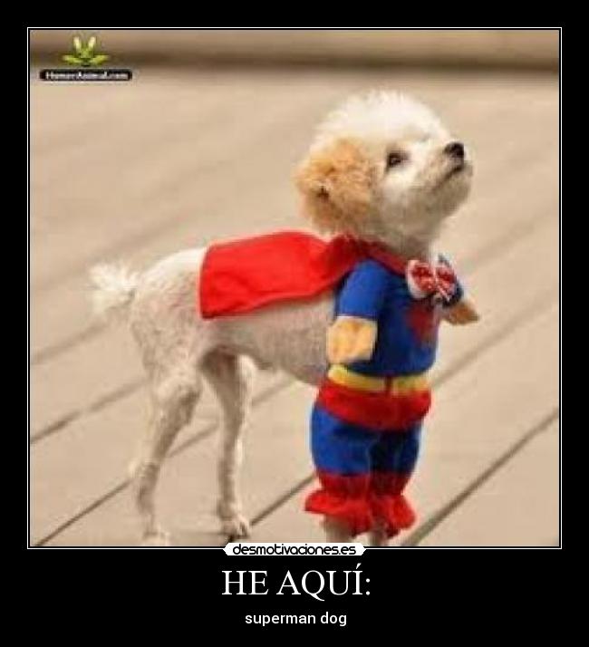 HE AQUÍ: - superman dog