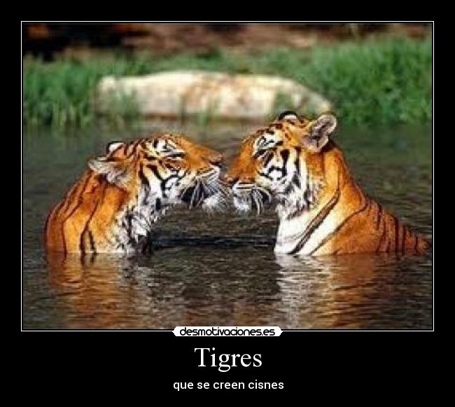 Tigres - 