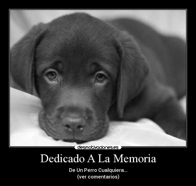 Dedicado A La Memoria -