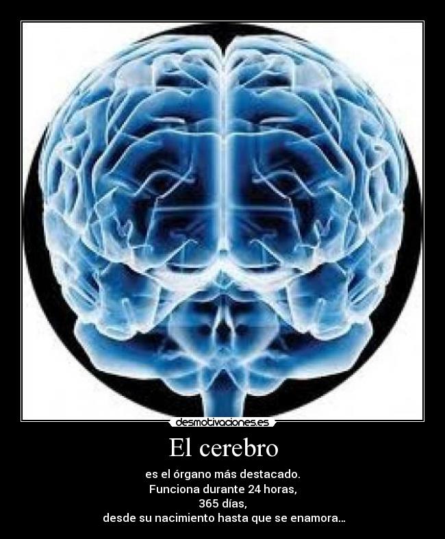 El cerebro -  es el órgano más destacado. 
Funciona durante 24 horas,
365 días,
 desde su nacimiento hasta que se enamora…