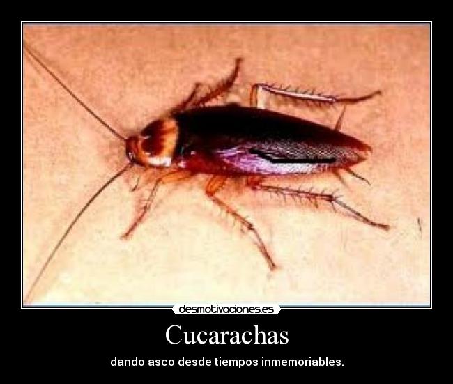 Cucarachas - 