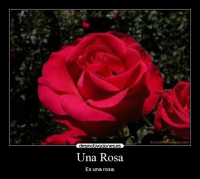 Una Rosa - Es una rosa.