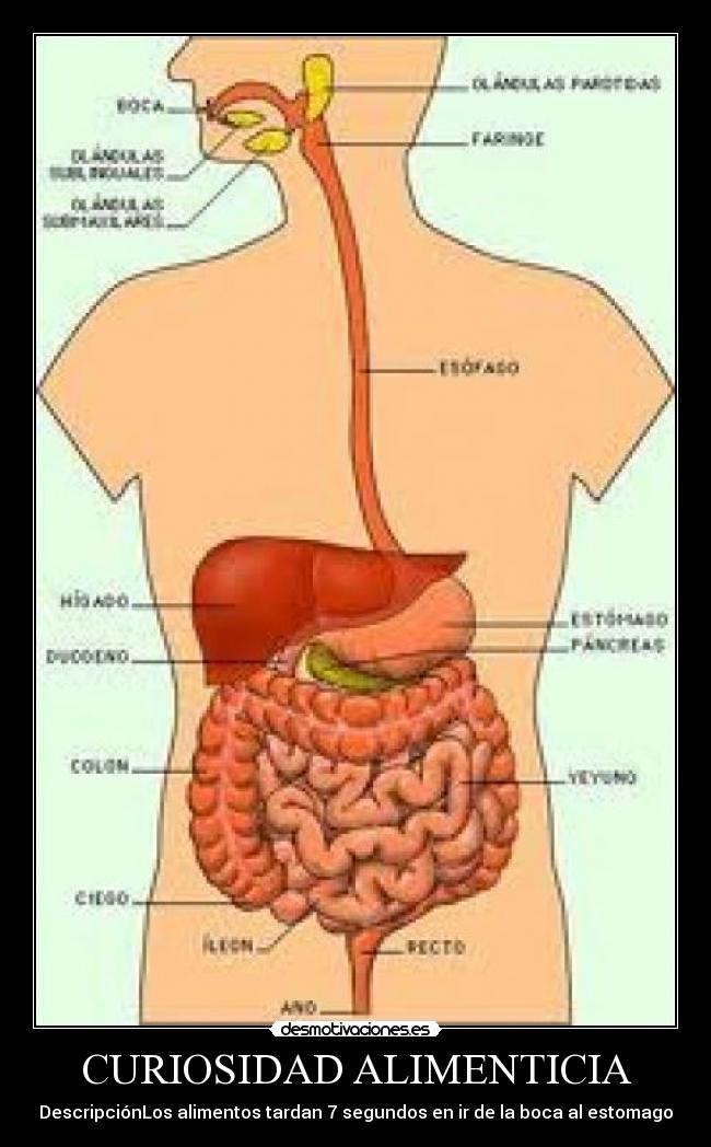 CURIOSIDAD ALIMENTICIA -