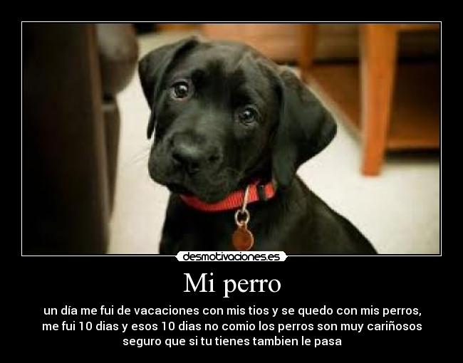 Mi perro - un día me fui de vacaciones con mis tios y se quedo con mis perros,
me fui 10 dias y esos 10 dias no comio los perros son muy cariñosos
seguro que si tu tienes tambien le pasa
