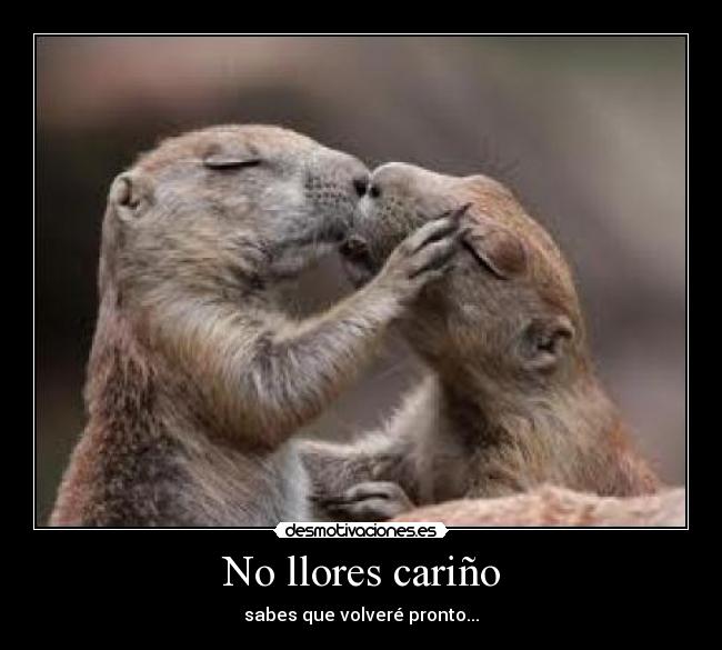 No llores cariño - 