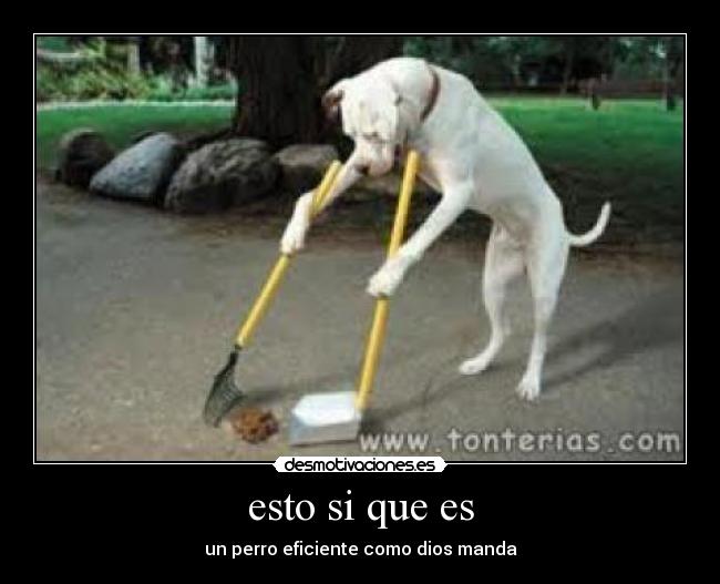 esto si que es - un perro eficiente como dios manda