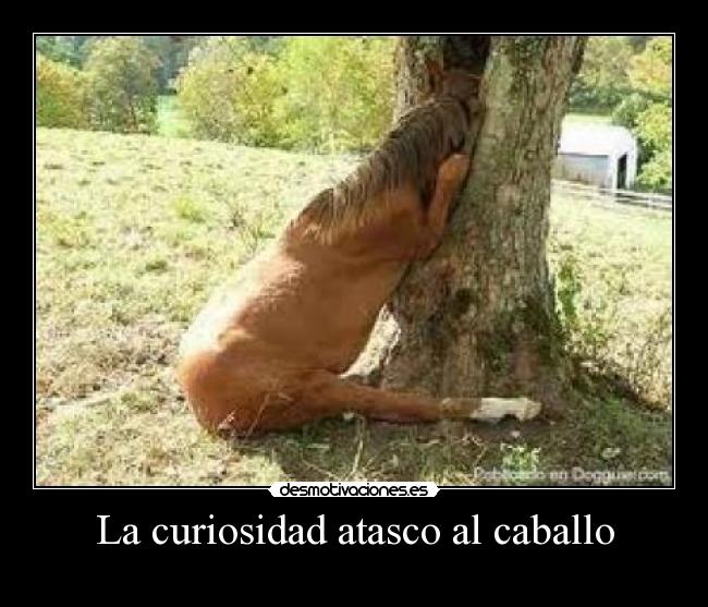 La curiosidad atasco al caballo -