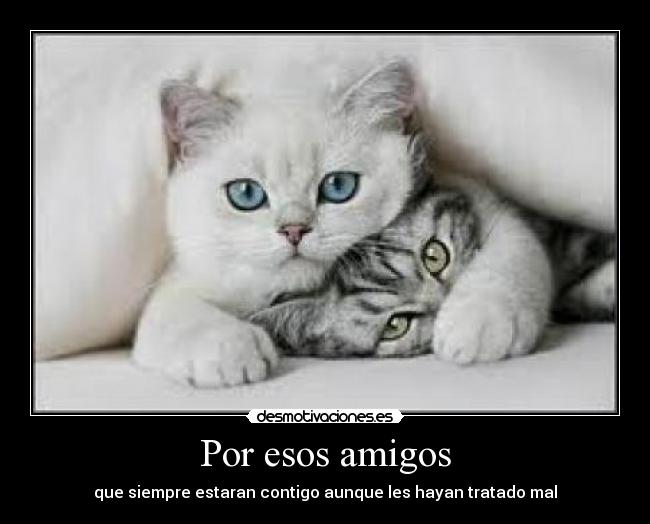 carteles amigos fsdsdfsfda gatosmiau cat desmotivaciones