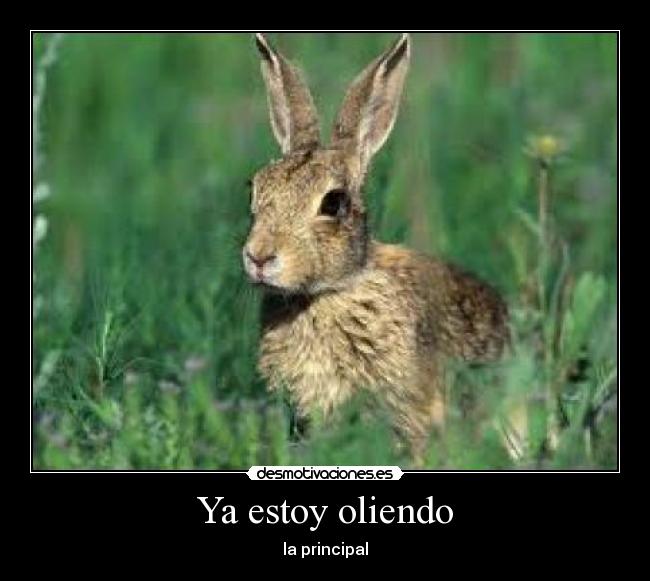 carteles conejo desmotivaciones