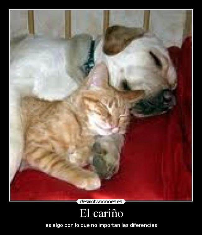 El cariño - es algo con lo que no importan las diferencias