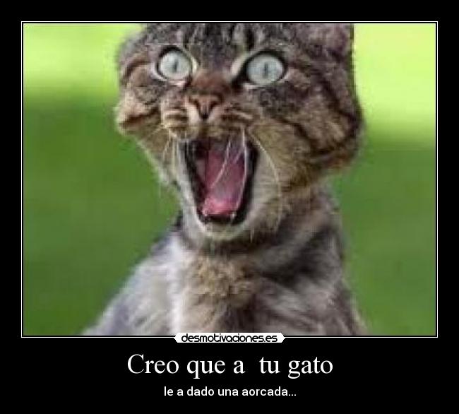 Creo que a tu gato - le a dado una aorcada...