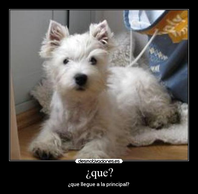 ¿que? -