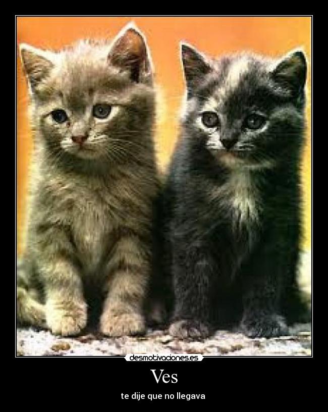 Ves - te dije que no llegava