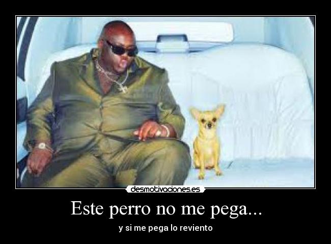 Este perro no me pega... - y si me pega lo reviento