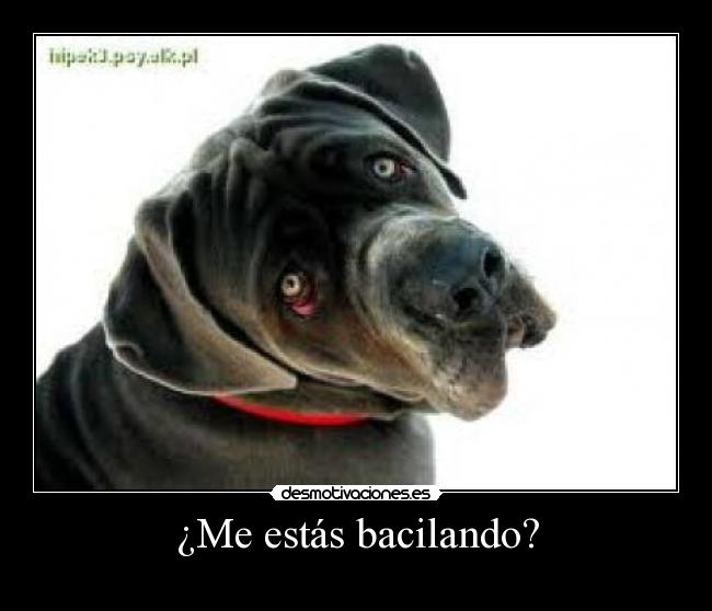 ¿Me estás bacilando? -