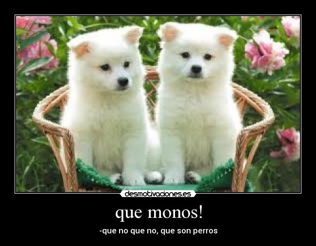 que monos! - -que no que no, que son perros