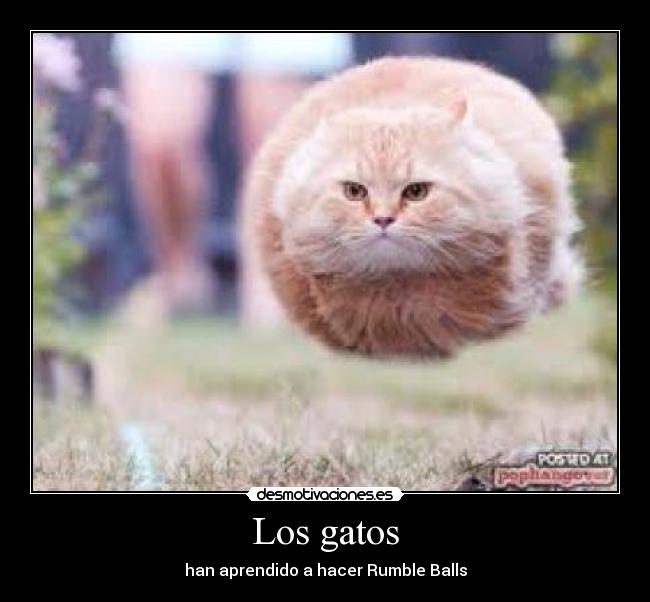 Los gatos - han aprendido a hacer Rumble Balls