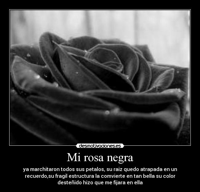 Mi rosa negra - ya marchitaron todos sus petalos, su raiz quedo atrapada en un
recuerdo,su fragil estructura la comvierte en tan bella su color
desteñido hizo que me fijara en ella