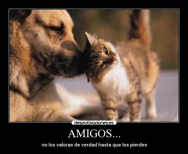 AMIGOS... - 