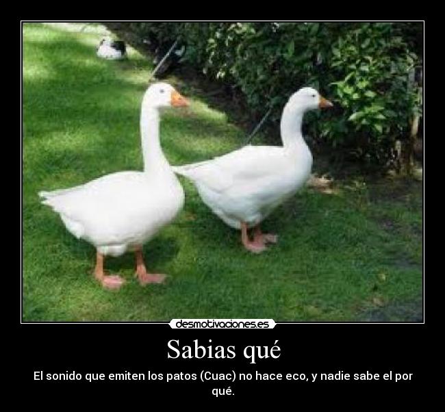 Sabias qué - 