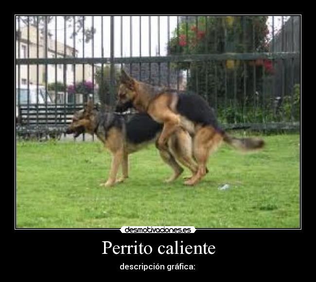Perrito caliente -