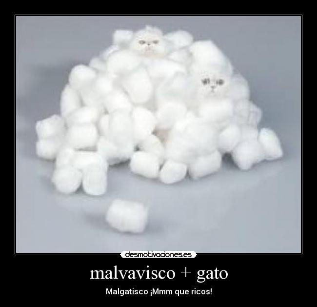 carteles malvavisco gatosmalgatisco mmm que ricos desmotivaciones