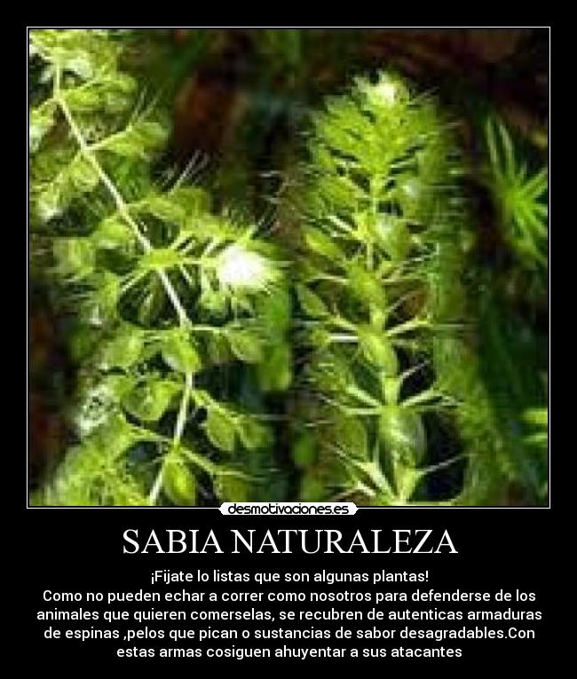 SABIA NATURALEZA - 