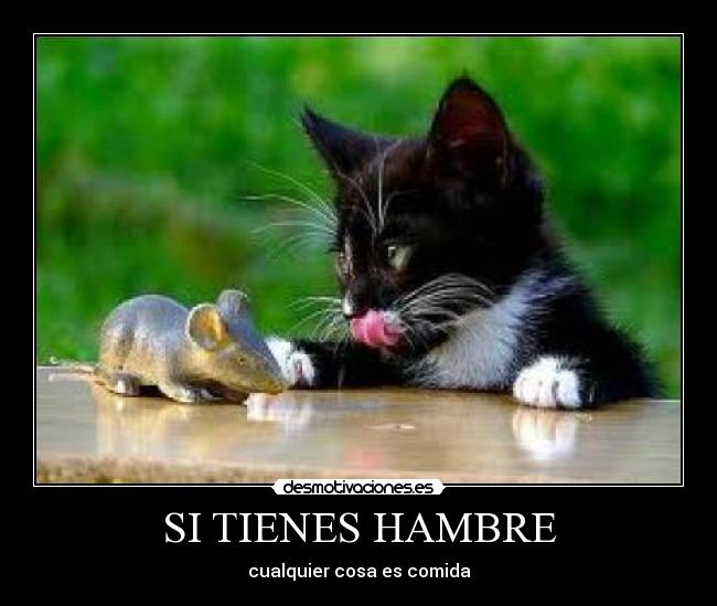 SI TIENES HAMBRE - cualquier cosa es comida