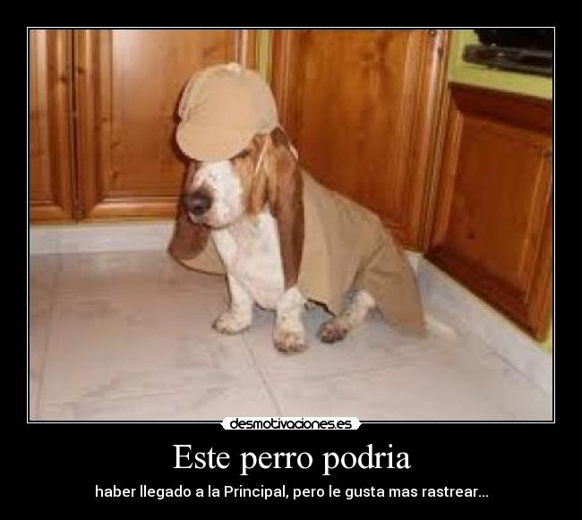 Este perro podria - 