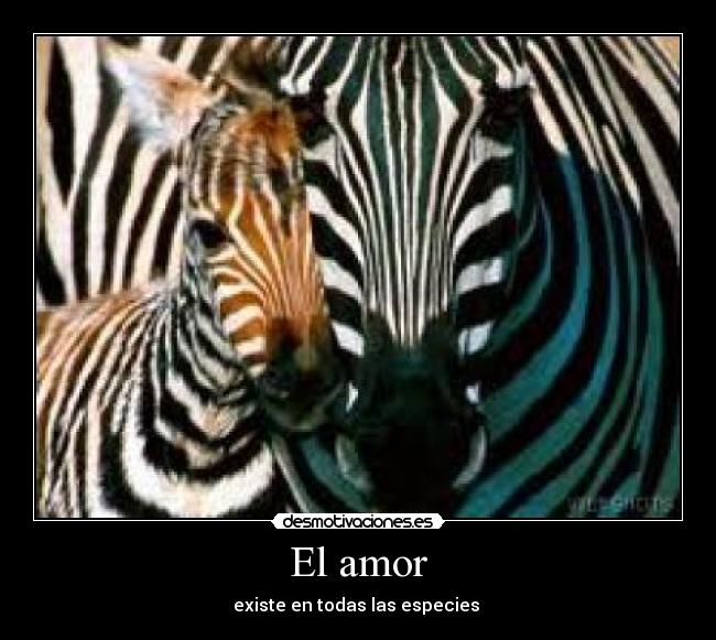 El amor - 