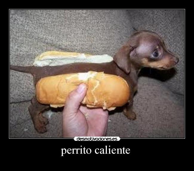 perrito caliente -