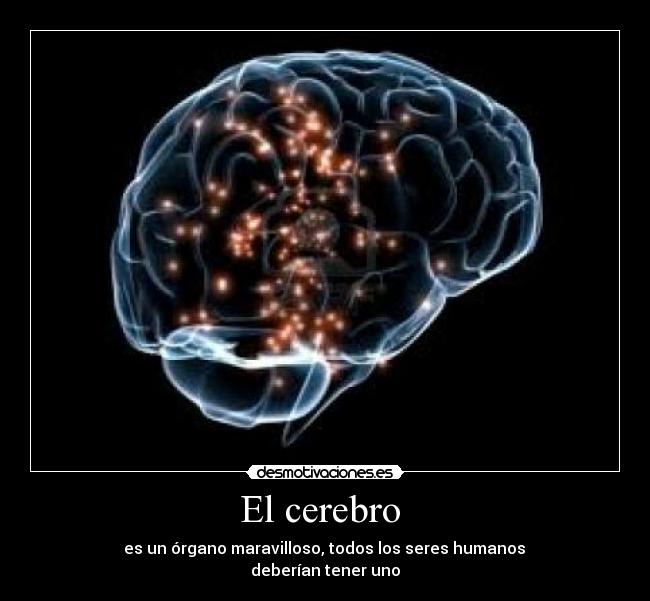 El cerebro  - 