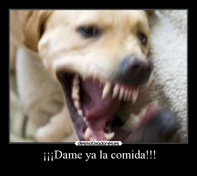 ¡¡¡Dame ya la comida!!! - 