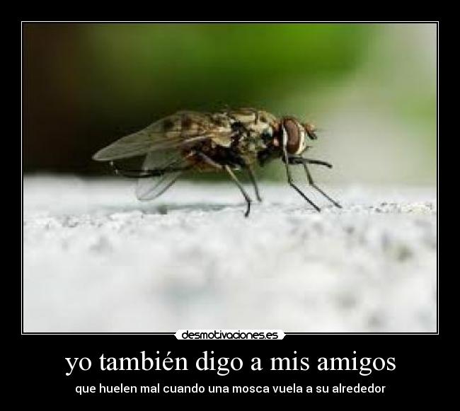 yo también digo a mis amigos - que huelen mal cuando una mosca vuela a su alrededor