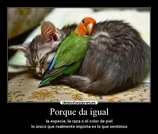 Porque da igual - la especie, la raza o el color de piel
lo único que realmente importa es lo que sentimos