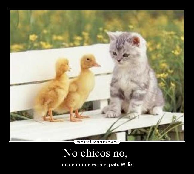 No chicos no,  - 