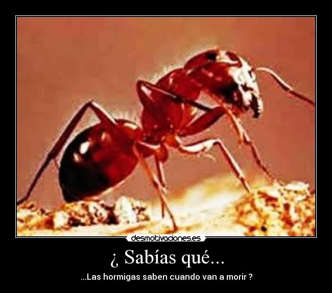 ¿ Sabías qué... - ...Las hormigas saben cuando van a morir ?