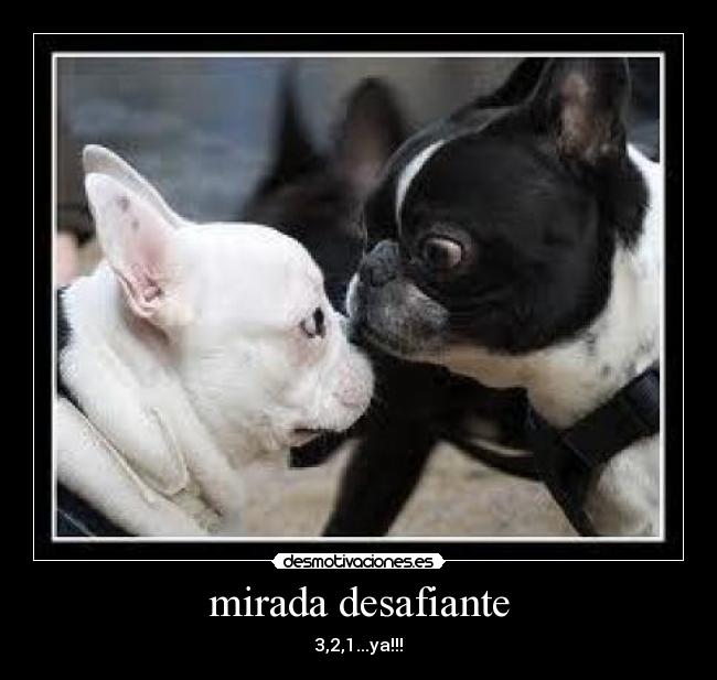 mirada desafiante - 3,2,1...ya!!!